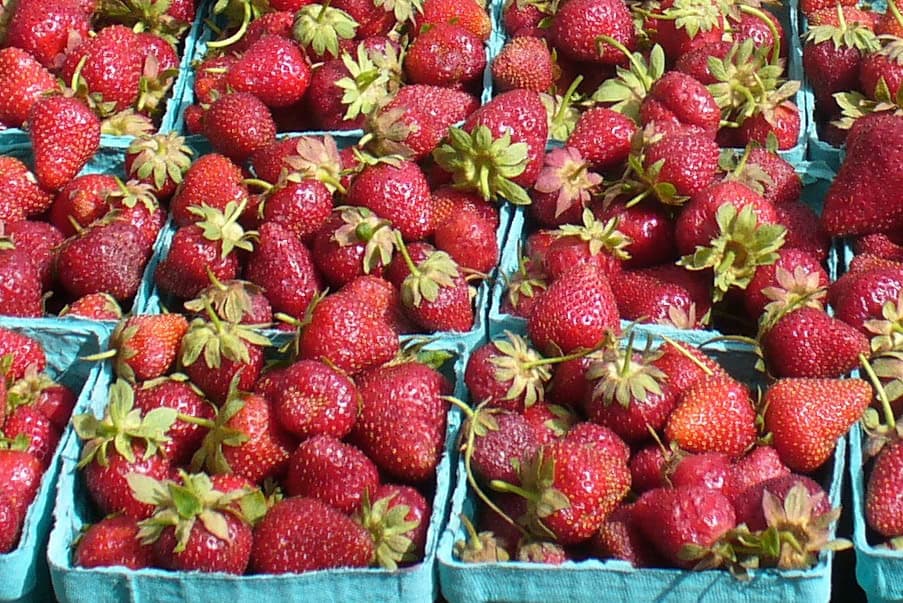 Free strawberry festivals in the Puget Sound region Greater Seattle
