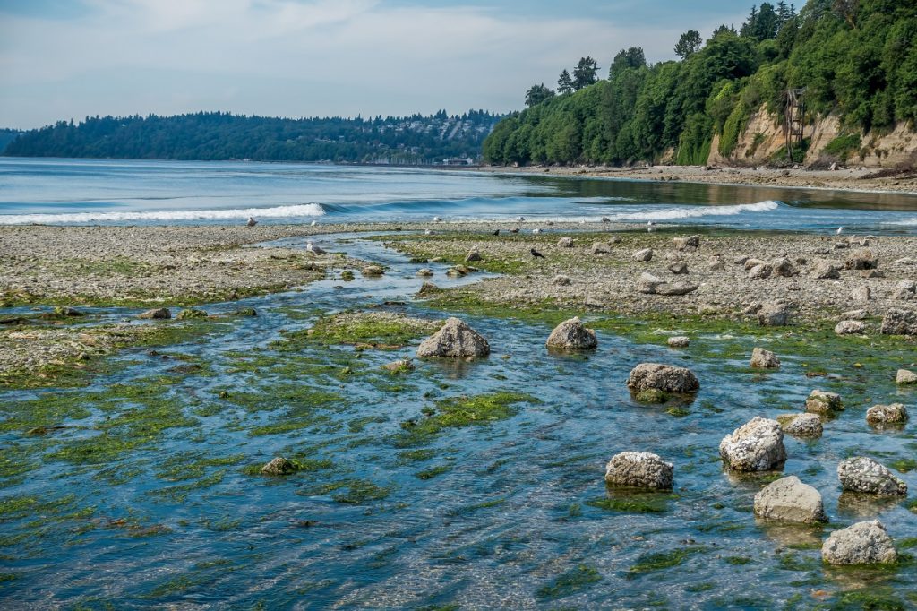 visit-puget-sound-beaches-and-sea-wonders-at-low-tide-greater