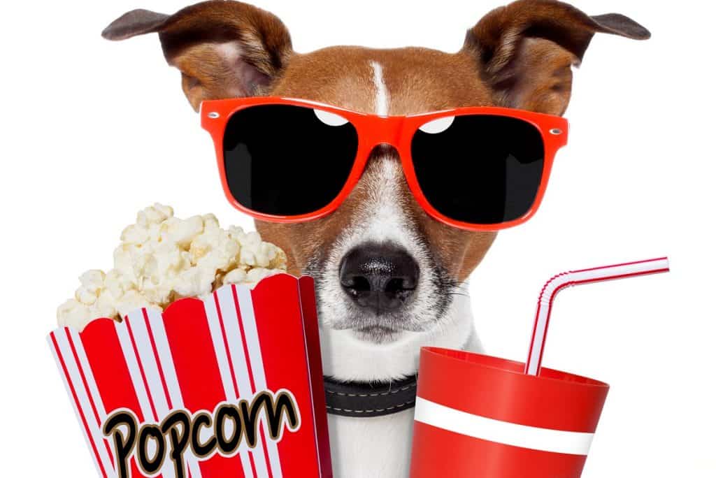 Dog at the movies with popcorn and soda