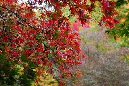 13 best nature walks to see Seattle fall color ...