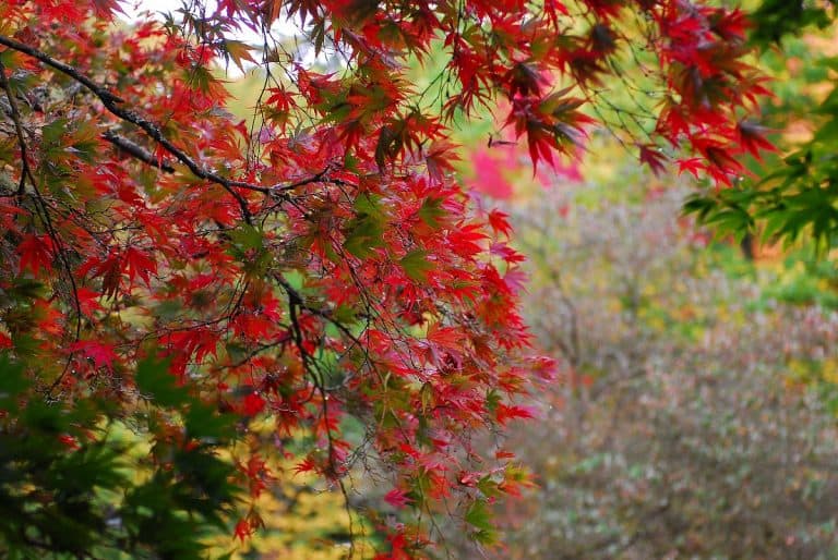 13 best nature walks to see Seattle fall color ...