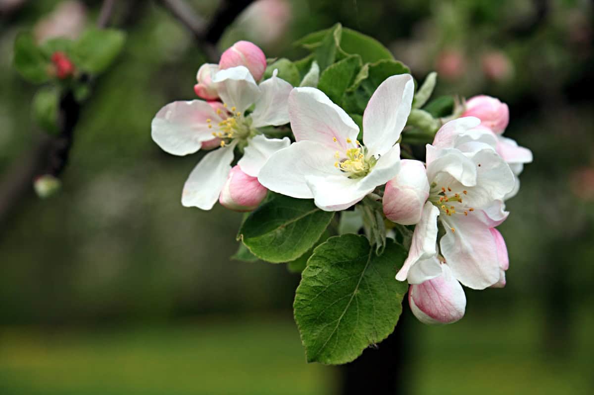 Getaway Wenatchee Apple Blossom Festival (150 mi. E