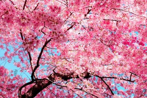 Beautiful! Stunning GIFs show Washington DC cherry blossoms in