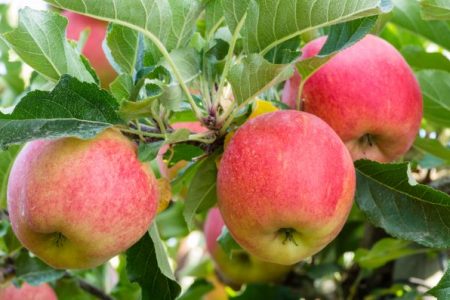 apples growing on trees