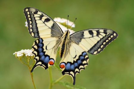 Papilio machaon, Old-World swallowtail butterfly