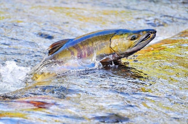 Spawning Chum salmon swimming upstream