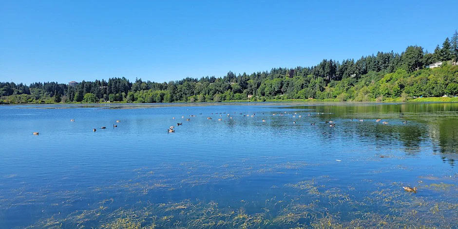 Puget Sound Estuarium in Olympia (greaterseattleonthecheap.com)