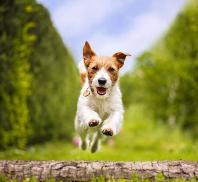 joyful dog racing through park